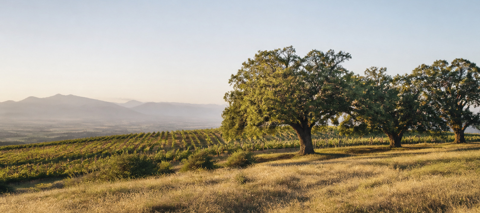 A broad view across the Cape Winelands